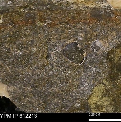 undet. Bivalvia