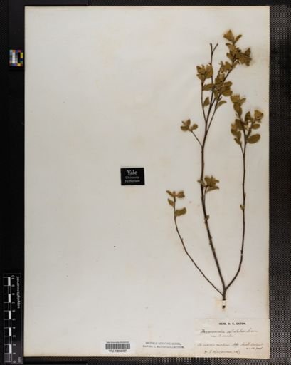 Plantae