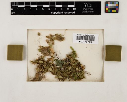 Plantae