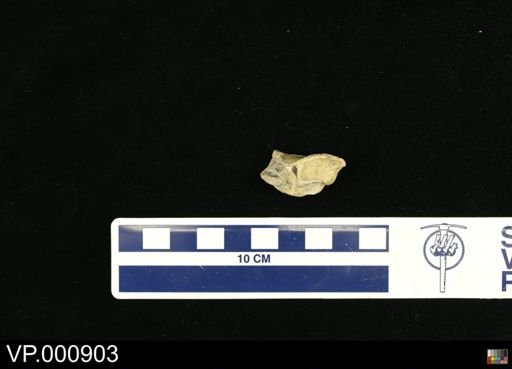 Hesperornis regalis