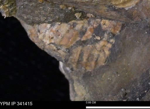 Scaphites sp.