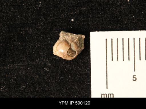 Euspira?