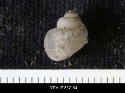 Viviparus montanaensis