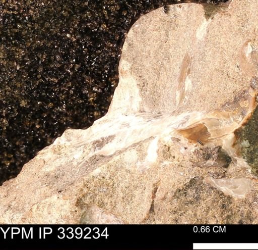 undet. Bivalvia