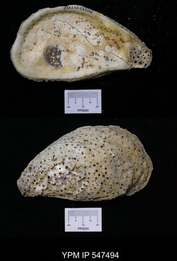 Cliona sulphurea