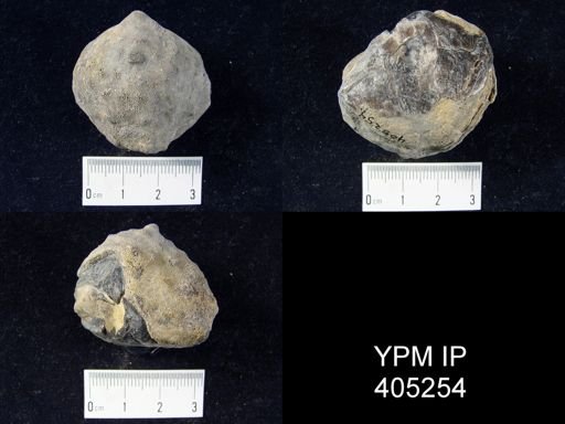 undet. Athyridida