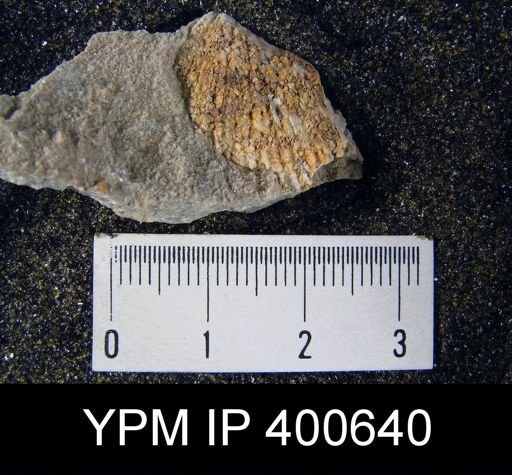 Lepidospirifer sp.