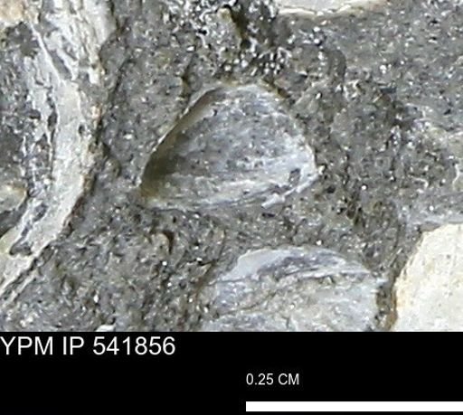 Corbulamella gregaria