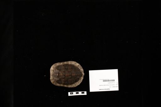 Glyptemys insculpta