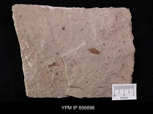 Callichimaera perplexa