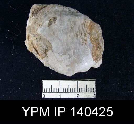 Derbya hemisphaerica