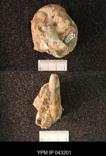 Hoploscaphites nicolletii