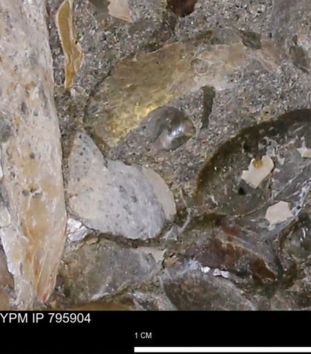 undet. Bivalvia