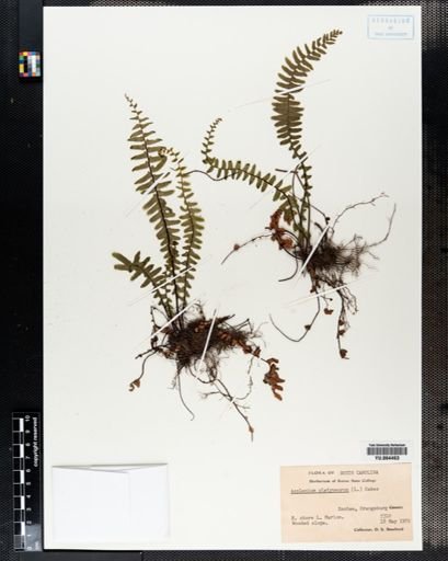 Plantae