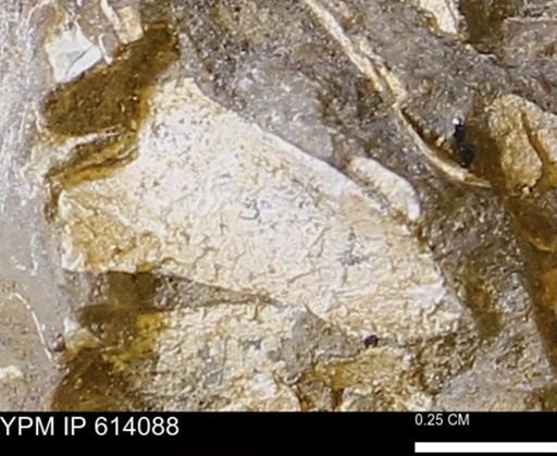 undet. Mollusca