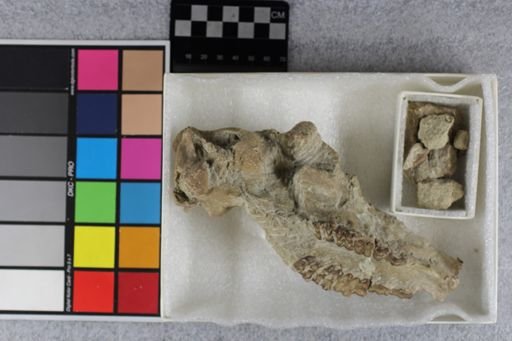 Protoceras celer