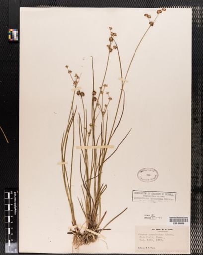Juncus