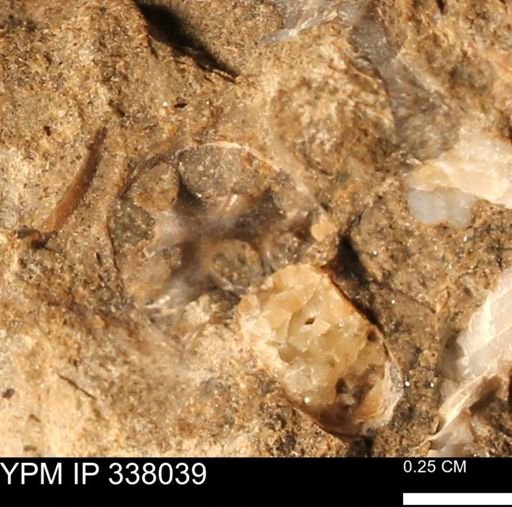 undet. Scaphitidae