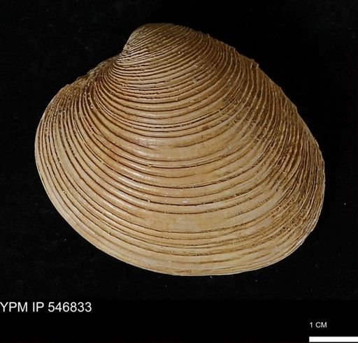 Venus mercenaria antiqua