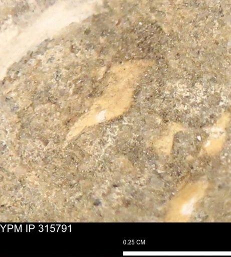 undet. Mollusca