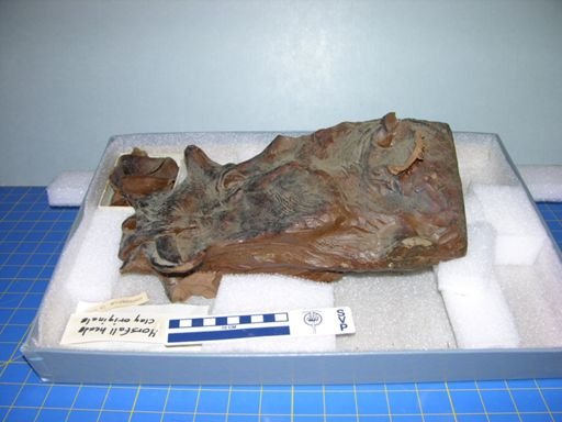 Uintatherium anceps