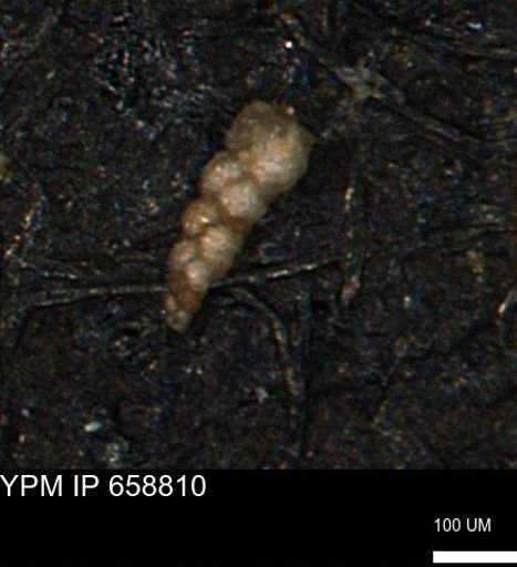 Verneuilinoides kansasensis