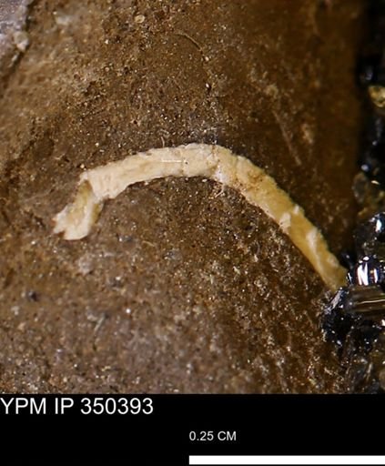 undet. Mollusca