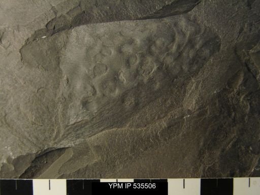 undet. Phyllocarida