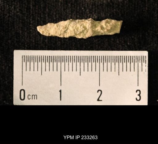 Archaeocidaris sp.
