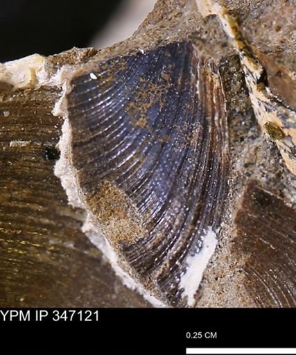 Limopsis striatopunctatus