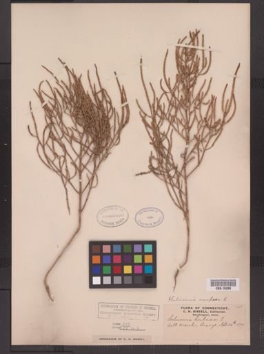 Salicornia europaea