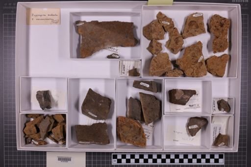 mixed taxa, stratigraphic collection