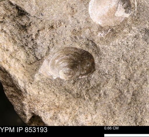 Limopsis striatopunctatus