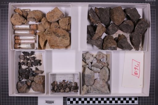 mixed taxa, stratigraphic collection