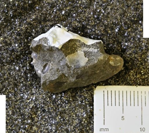 Oxytoma (Hypoxytoma) sp.