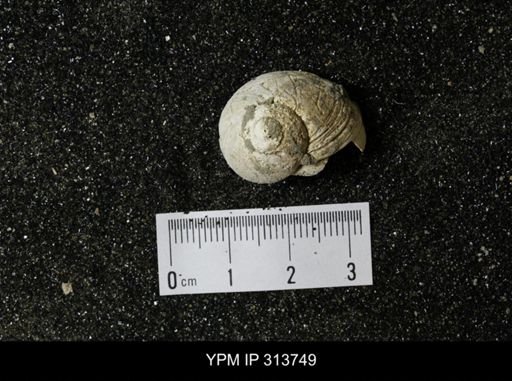 Euspira obliquata