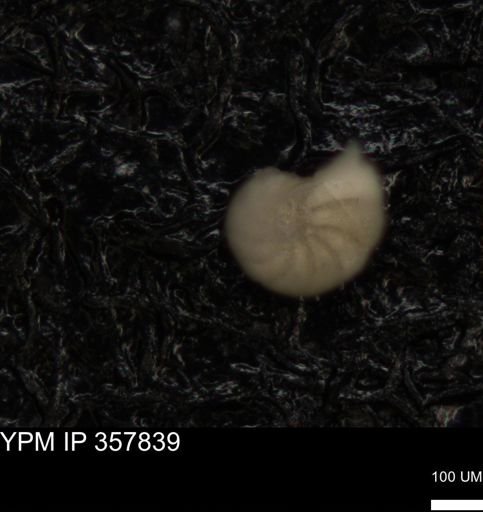 undet. Foraminiferida