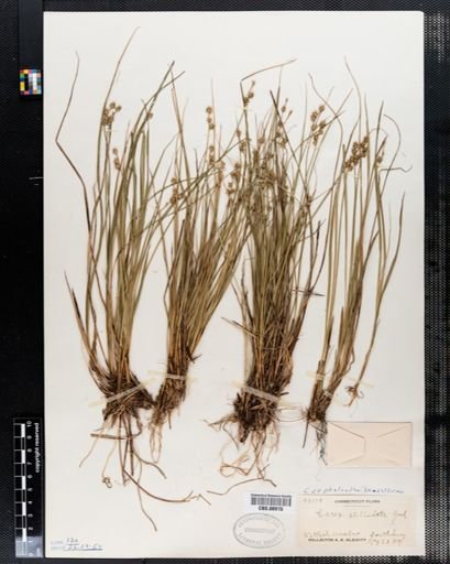 Carex stellulata