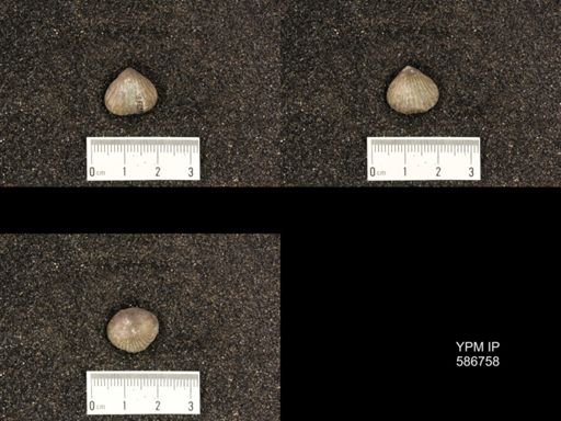 Rhynchotrema capax