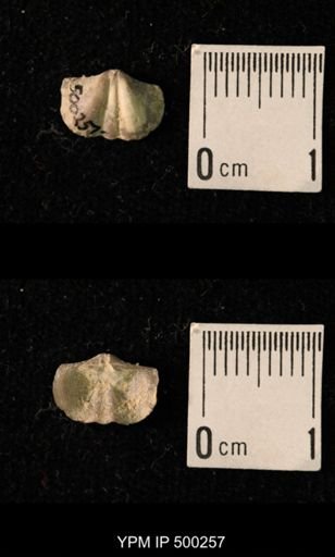 Mesolobus mesolobus decipiens