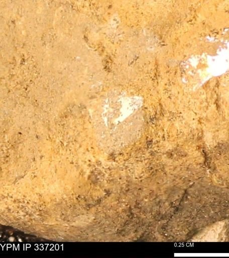 undet. Mollusca