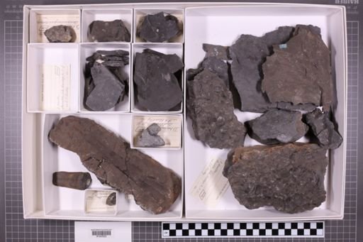 mixed taxa, stratigraphic collection