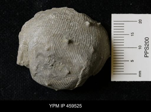 Linoproductus magnispinus