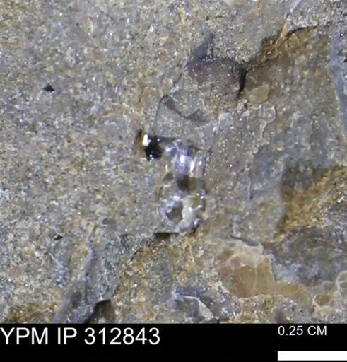 undet. Ammonoidea