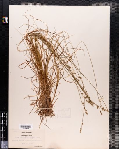 Carex brunnescens