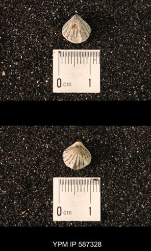 Camarotoechia whitei