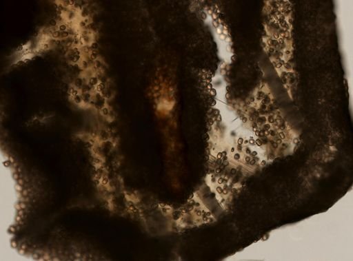 Placospongia sp.