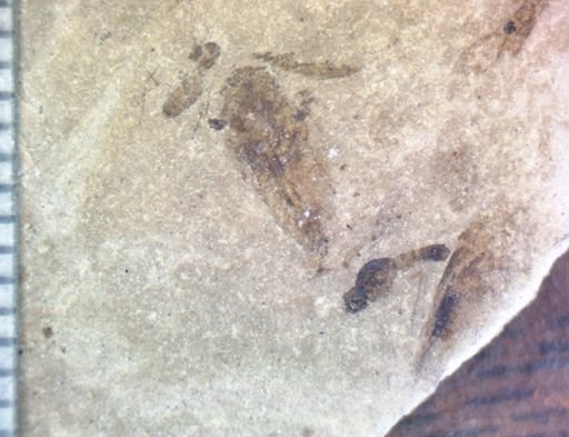 Hemiptera?