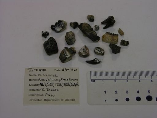 Vertebrata
