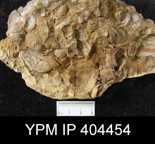 Assorted brachiopods